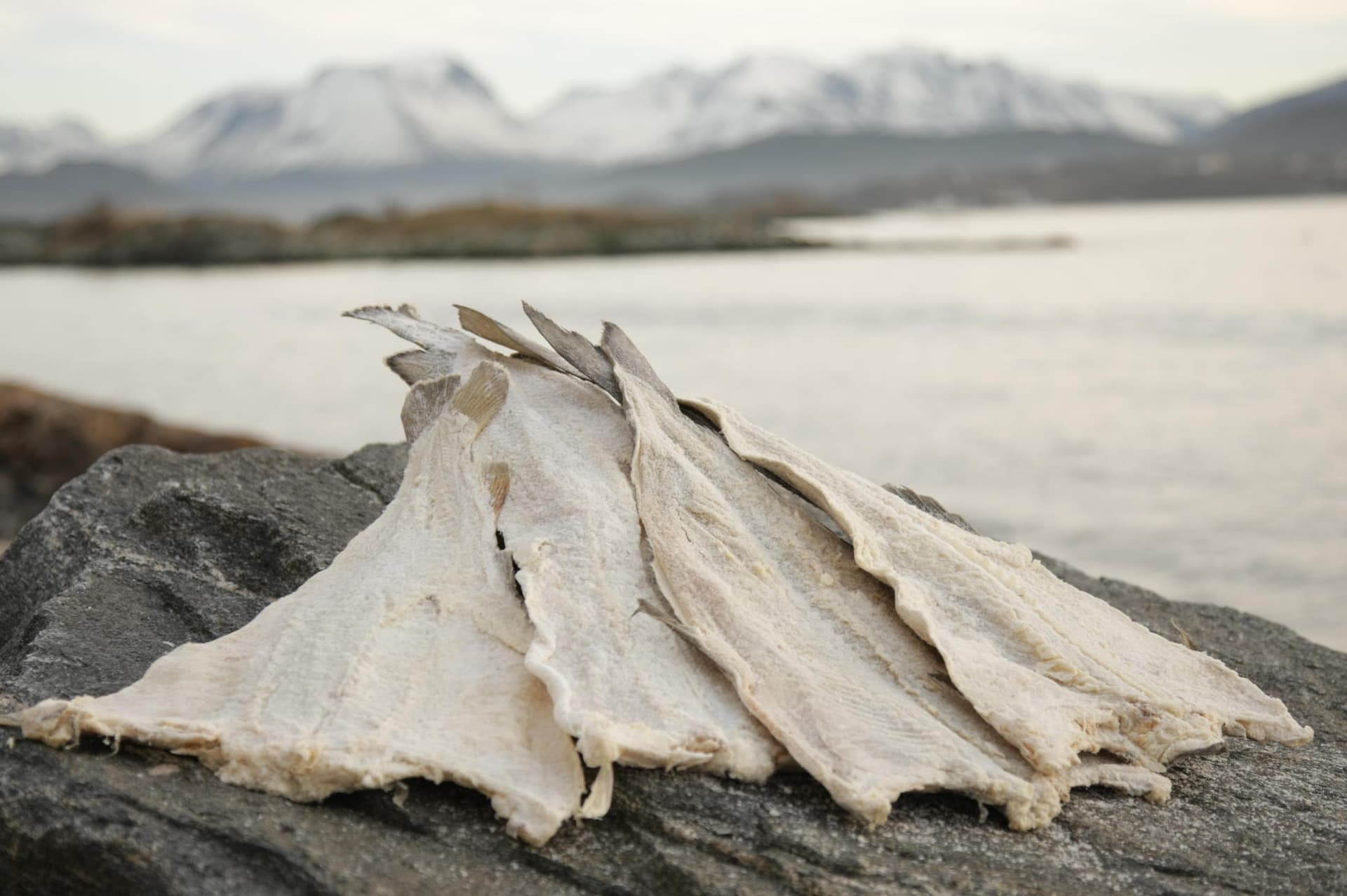 Klippfisk klar til utbløting for bacalao – tørket og saltet torsk fra Sunnmøre