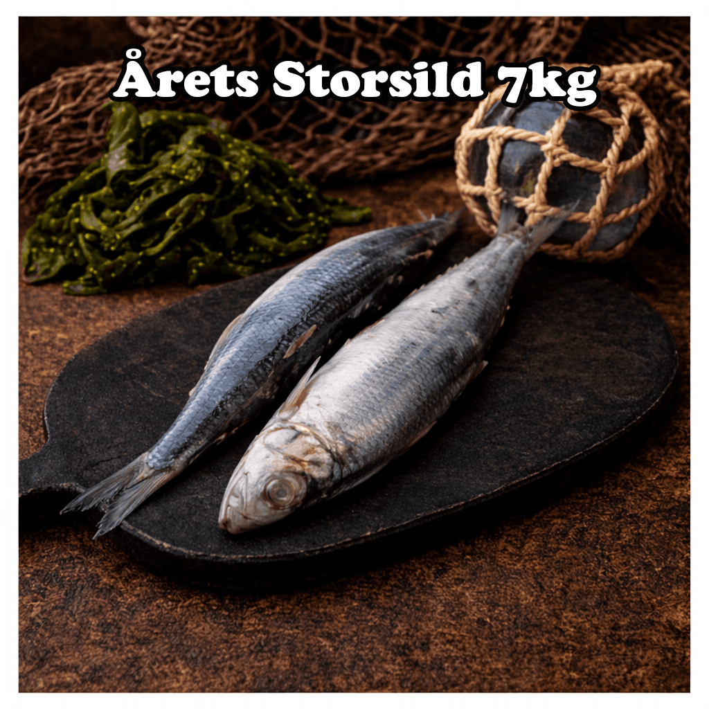 Storsild | Nordøstlige Atlanterhavet